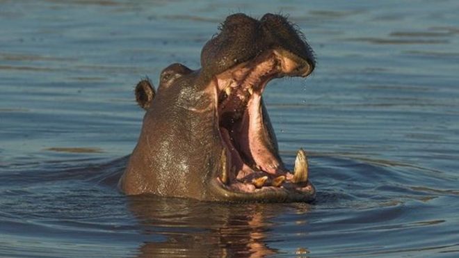 Hipopótamos pode pesar até 2.750 quilos