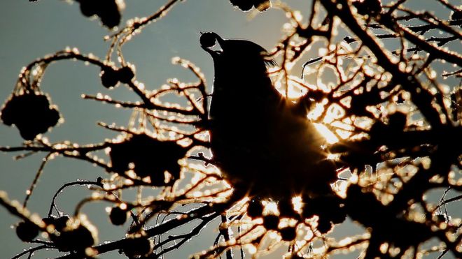 Птица, стоящая на ветке дерева, ест ягоду