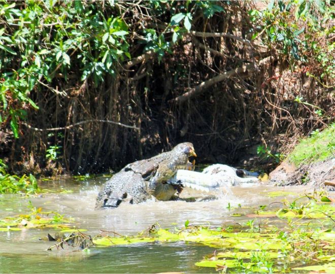 Крокодил с меньшим хвостом крокодила в его челюстях в Национальном парке Rinyirru