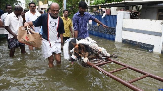 Индейцы, пострадавшие от наводнения, перемещают раненую собаку в пострадавшие от дождя районы на окраине Ченнаи 17 ноября 2015 года