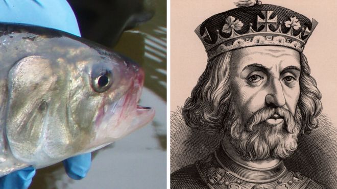 Шад и портрет короля Генриха III