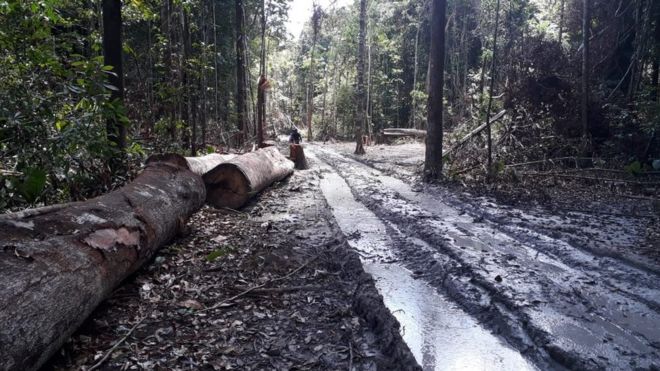 Força-tarefa no Pará combate focos de desmatamento em Altamira, Anapu, Moju, Tailândia e Senador José PorfÃ­rio.