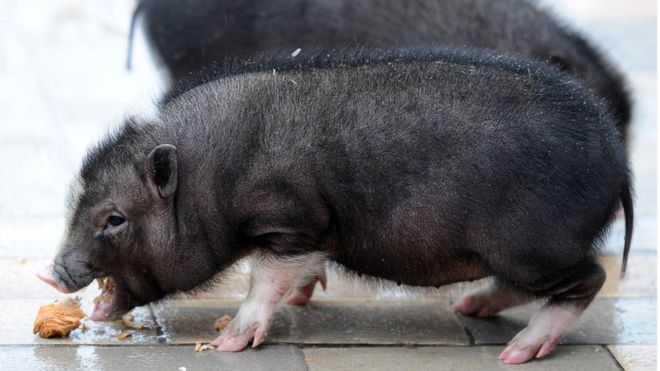 A potbellied pig