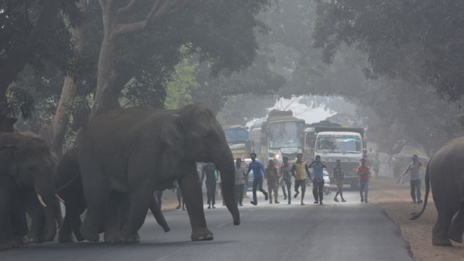 слоны переходят дорогу в Ориссе