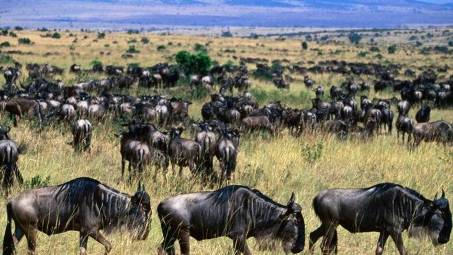 Serikali ya Tanzania imesema uchomaji moto kwenye hifadhi ni jambo la kawaida