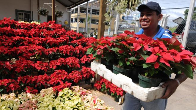 Comerciante de flor de Nochebuena en México