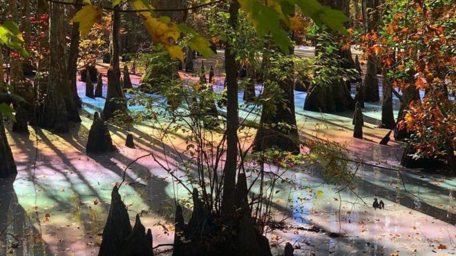 Эллисон Гоз сделала эту фотографию болота радуги в Первом Приземляющемся Государственном парке в Вирджинии