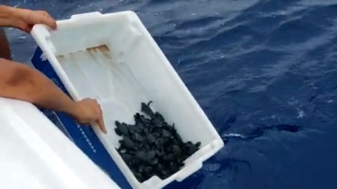 Biólogos soltam tartarugas em alto mar para evitar que elas se contaminem com petróleo em praias