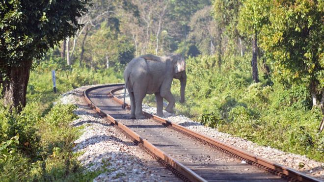 Самка слона стоит на железнодорожном пути в Алипурдуаре, Западная Бенгалия, Индия