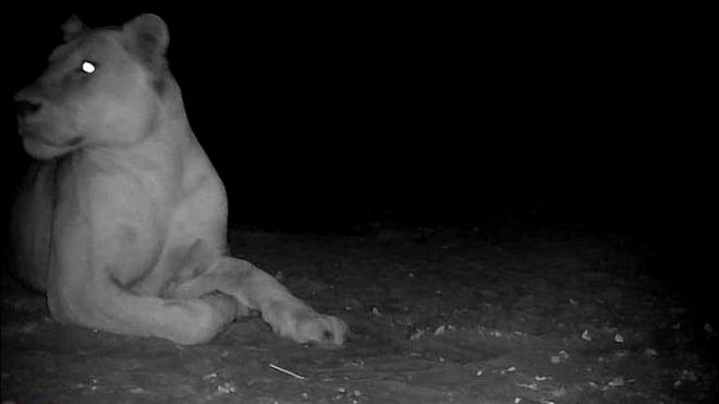 A female lion in Chad's Oura National Park