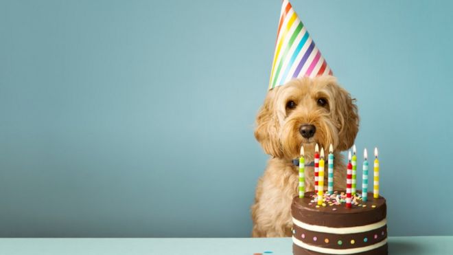 Perro celebrando su cumpleaños.