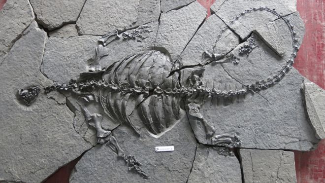 The Triassic turtle fossil found in China