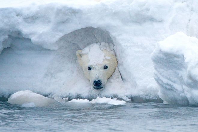 Медвежонок белого медведя играет в снежном заносе на территории 1002 Арктического национального заповедника в 2014 году