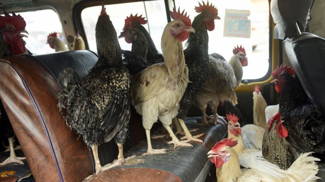 Why Does Africa Import So Many Chickens Bbc News