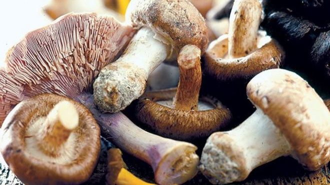 蘑菇是富含麦角硫因（ergothioneine）的食品之一。