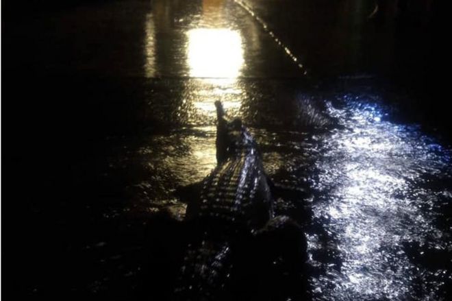 Крокодил на дороге в Таунсвилле, Австралия