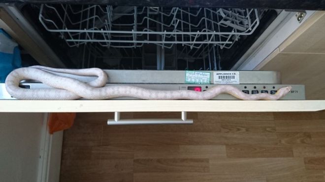 Кукурузная змея в посудомоечной машине