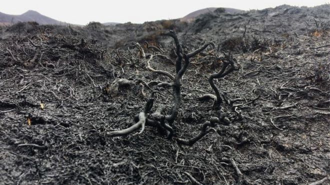 Повреждение земли в результате лесного пожара