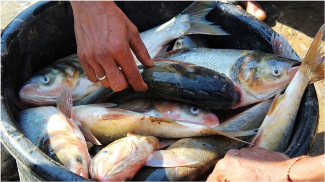 মহামারির মাঝে মাছ চাষ এবং কুল বাগান করে সফল উদ্যোক্তা