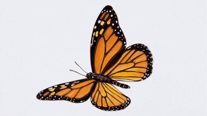 borboletas-monarca