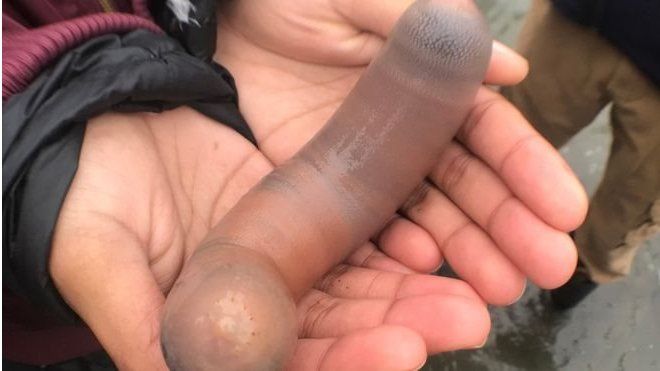 ஆண்குறியைப் போன்று தோற்றமளிக்கும் உயிரினம்