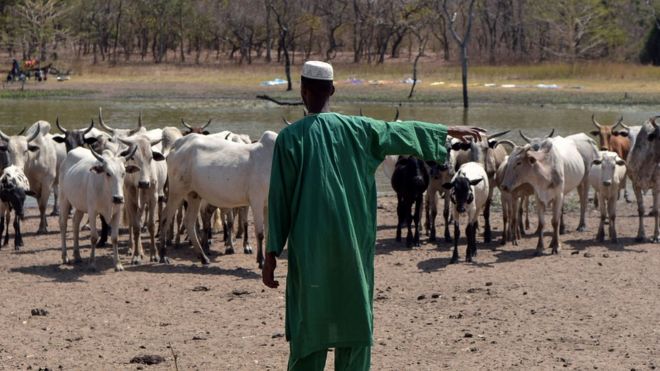 Скотоводов фулани можно увидеть по всей Западной Африке
