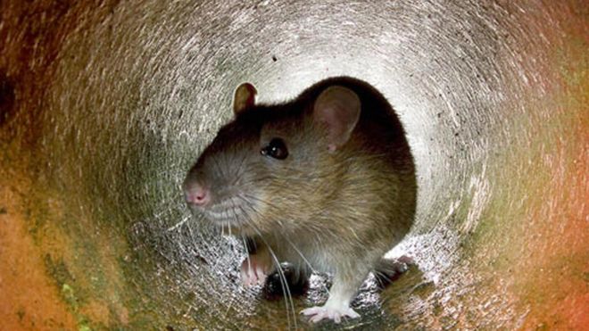 Коричневая крыса в водосточной трубе