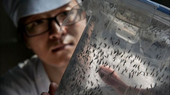 Un científico sosteniendo un panel con mosquitos