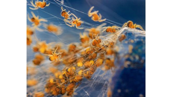 Arañas de jardín, Nottinghamshire, Inglaterra, Jacqueline Spindley