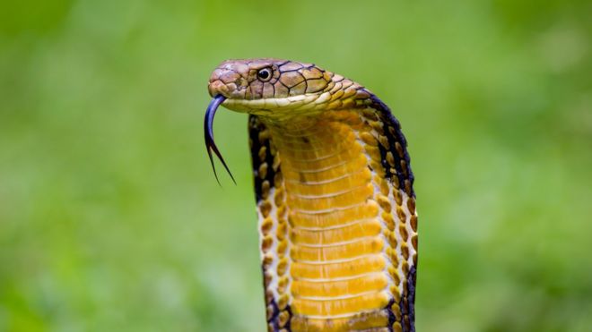 Фото из архива Кинг Кобра, самой длинной ядовитой змеи в мире