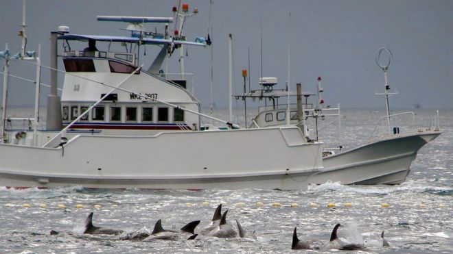 В 2009 году рыбацкая лодка плывет, чтобы ловить китов у Тайцзи, префектура Вакаяма, западная Япония, с дельфинами на переднем плане