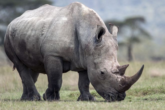 Белый носорог, Лайкипия, Кения
