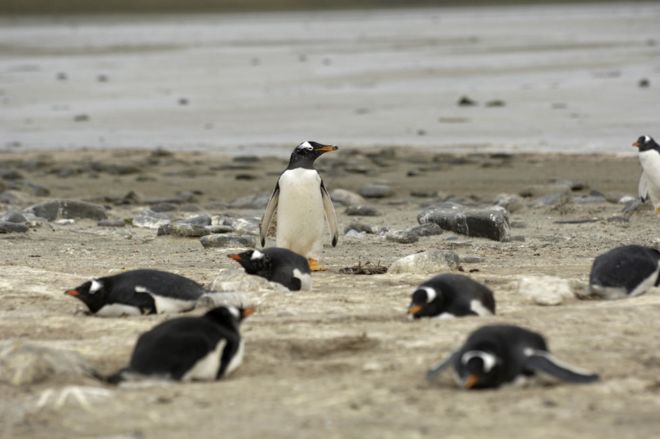 Gentoo пингвинов