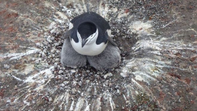 Работа Катрин часто включает в себя жизнь с пингвинами