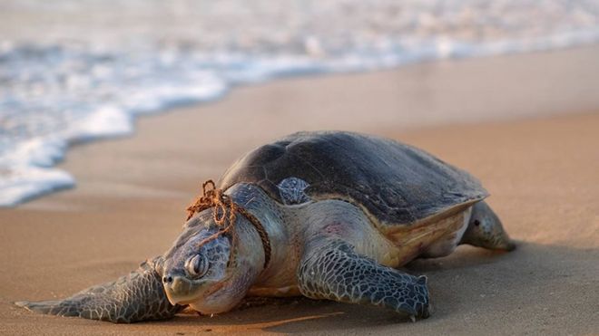 கடல் ஆமை