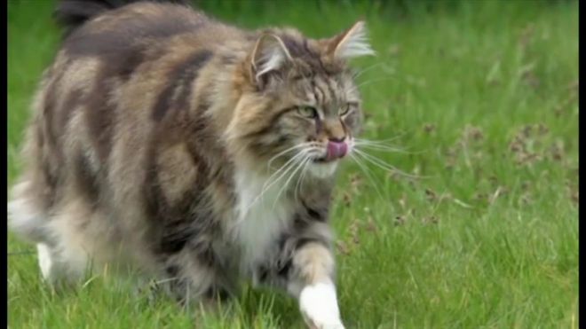 英国には約810万匹のネコがいるとされ、毎年2億7500万の生き物がネコの餌食になっており、そのうち5500万は鳥だという。ならば、ネコは家から出さないようにすべきなのか。