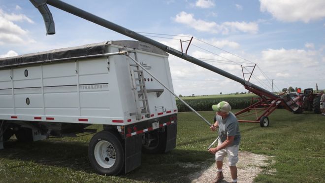 US farmer loads soybeans onto lorry - 13 June