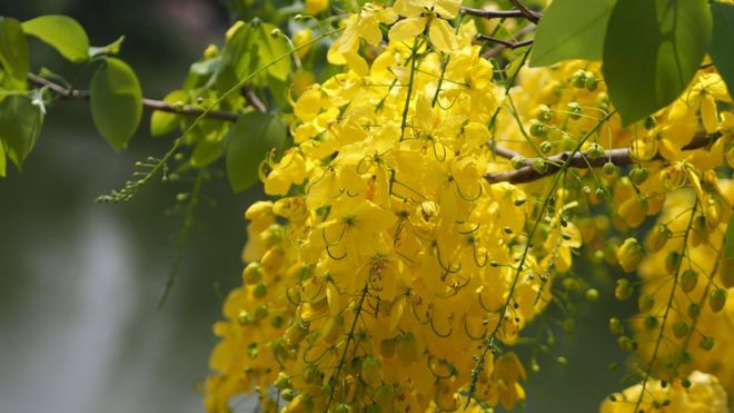 రేల పూలు