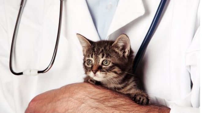 Гомеопатия используется для домашних кошек и собак, а также сельскохозяйственных животных