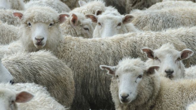 New Zealand sheep
