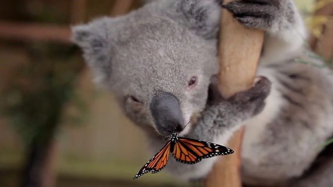 Koala y Mariposa
