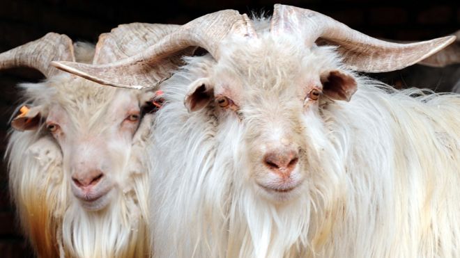 goats