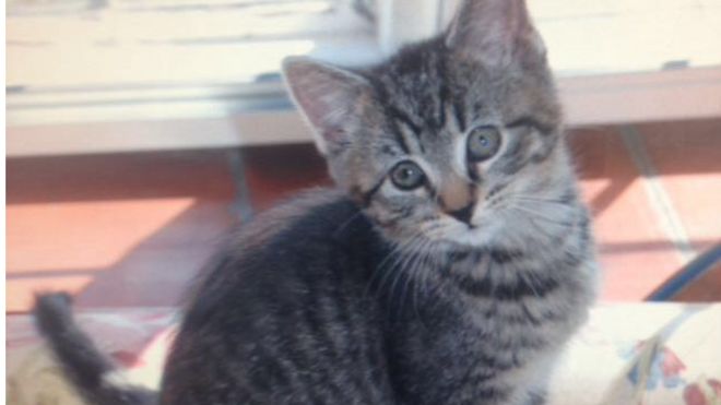 Tabby cat