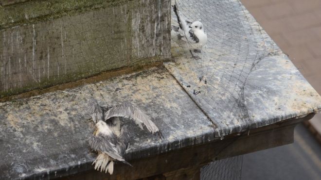 Птицы попали в сетку на зданиях на Ломбард-стрит в Ньюкасле