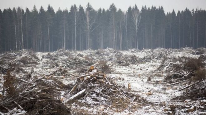 Деревья вырубаются вдоль строительной площадки в Московской области, Россия. Фото: 17 ноября 2015 г.