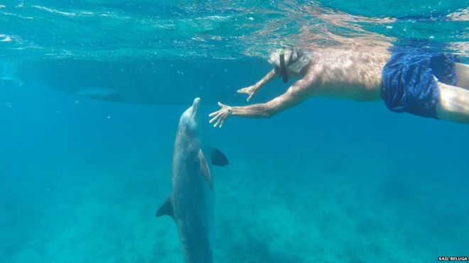 Тим Эйнли плавает с дельфином Джоджо