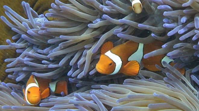 Clown fish swimming among the coral on the Great Barrier Reef