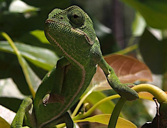 கொலின் மெக்மரிஸ்: "பச்சோந்தி தன் உருவை மறைத்துக் கொள்ளும் திறமைக்கு பிரபலமானது. ஆனால் ஸ்பெயினில் அவக்கோடா மரங்களின் இலைகளின் மத்தியில் இந்த பச்சோந்தியை நான் அதன் உரு மறையாமல் கண்டுபிடித்த்து, உடனே புகைப்படம் எடுத்துவிட்டேன். சில நிமிடங்களில் மேலும் சில புகைப்படங்களை புகைப்படங்கள் எடுக்கலாம் என்று பார்த்தேன், ஆனால் அதை கண்டுபிடிக்க முடியவில்லை