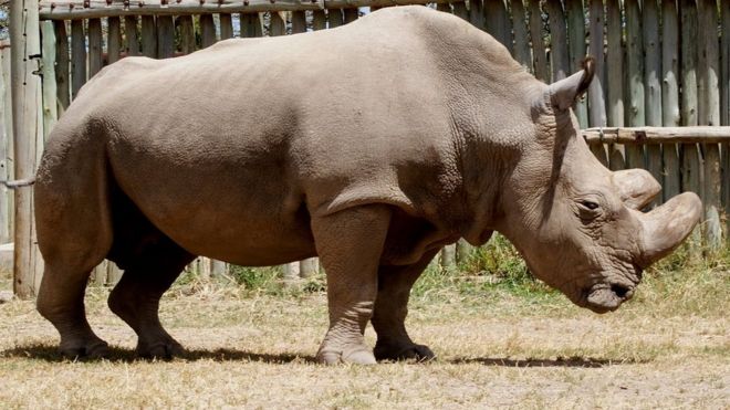 Huyu ni faru pekee wa kiume aina ya 'Northern Whire Rhino' aliyesalia ulimwenguni