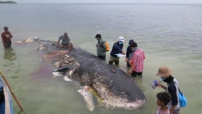 Мертвий кит у воді і люди навколо